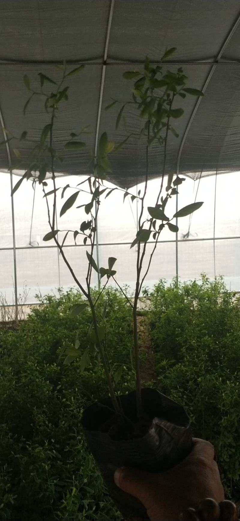 蓝莓苗~基地直销，无中介薄雾智力杜克绿宝石