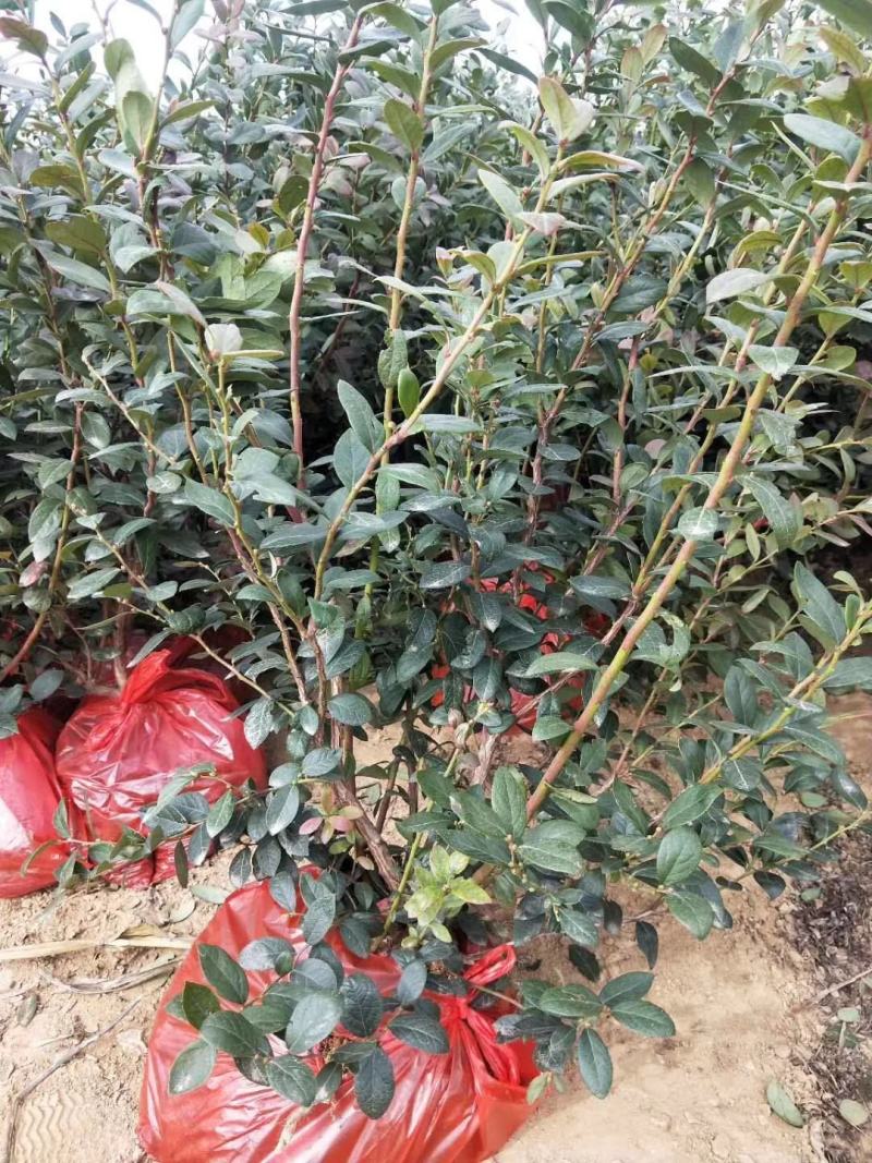 蓝莓苗~基地直销，无中介薄雾智力杜克绿宝石