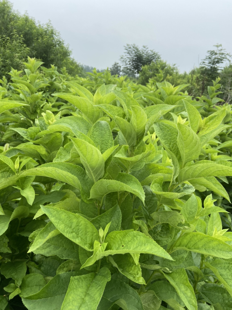 玄参牙子亳州地产药材玄参牙子好管理效益高