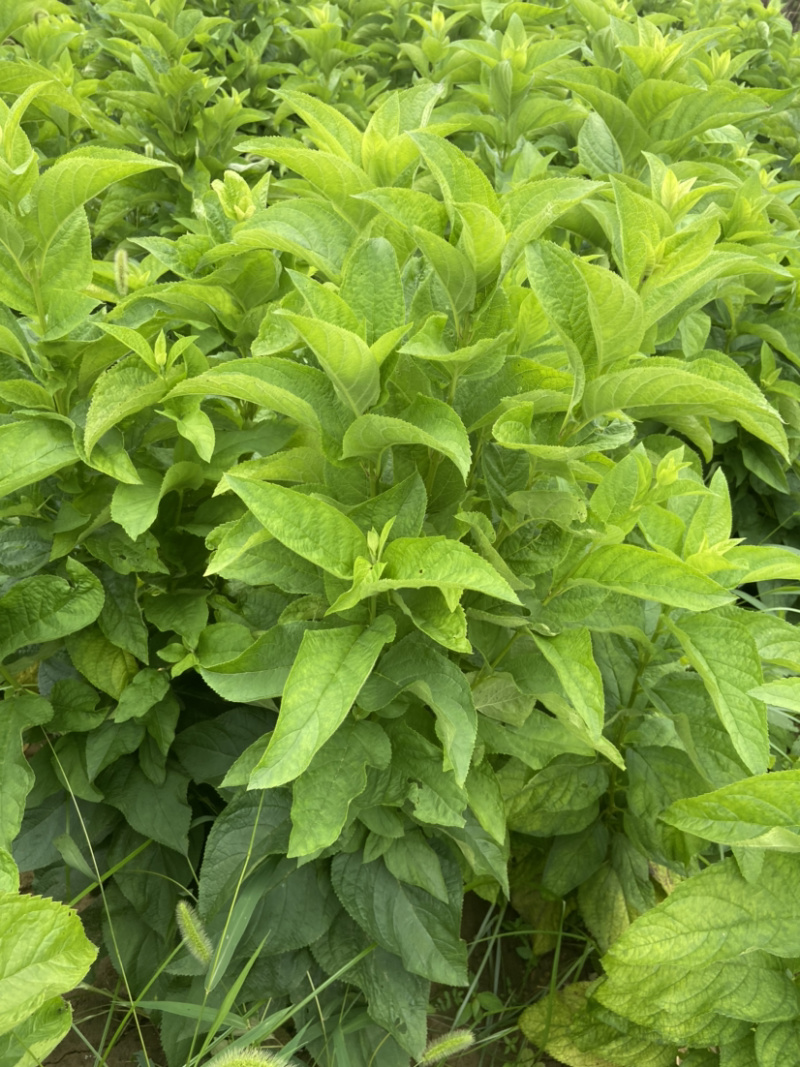 玄参牙子亳州地产药材玄参牙子好管理效益高