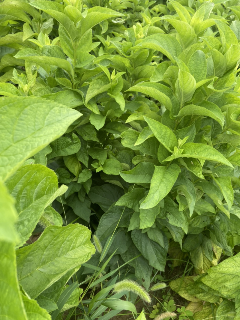 玄参牙子亳州地产药材玄参牙子好管理效益高