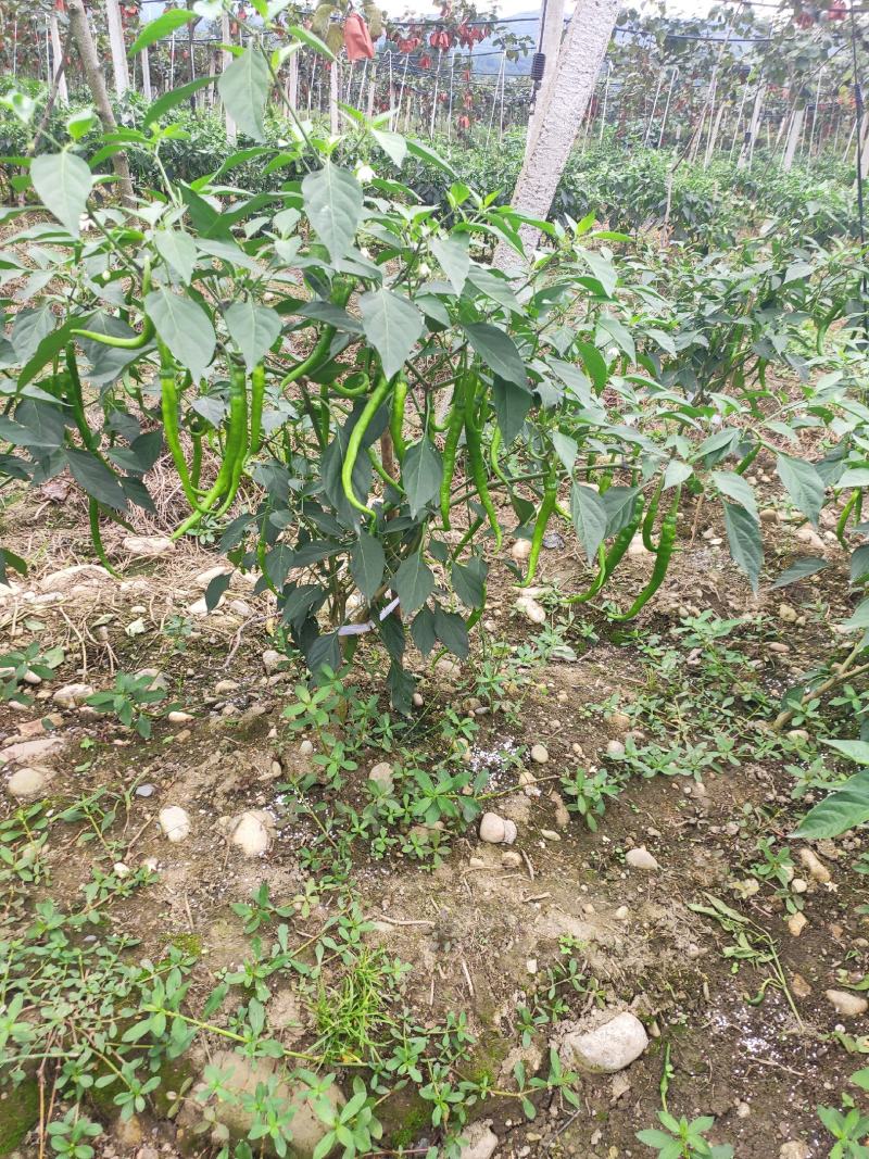 漂亮的本地辣椒，大量上市，薄皮，厚皮都有。