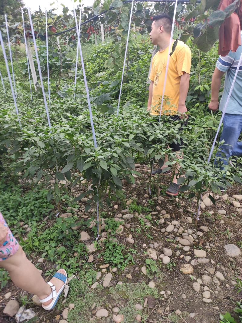 漂亮的本地辣椒，大量上市，薄皮，厚皮都有。