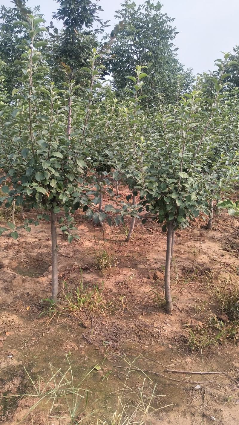 苹果树2-10公分，2-5公分量非常大，