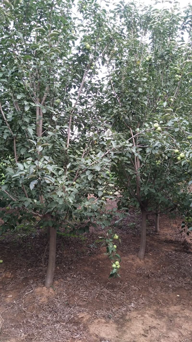苹果树2-10公分，2-5公分量非常大，