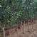 苹果树2-10公分，2-5公分量非常大，