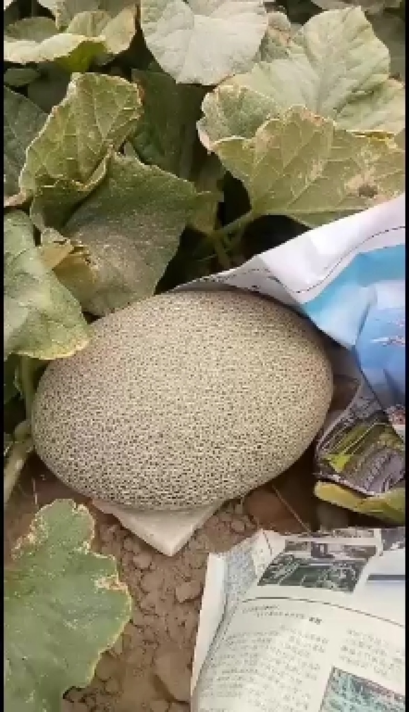 哈密瓜优密三号，西州蜜17号