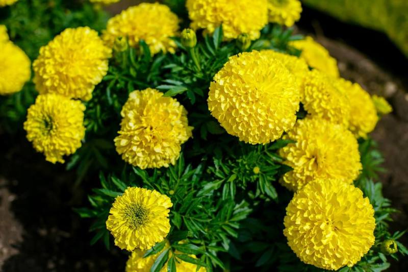 万寿菊花种子四季易活开花室内外花卉盆栽花籽种子金菊