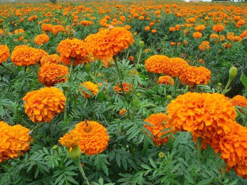 万寿菊花种子四季易活开花室内外花卉盆栽花籽种子金菊