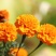 万寿菊花种子四季易活开花室内外花卉盆栽花籽种子金菊