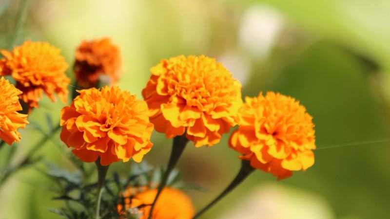 万寿菊花种子四季易活开花室内外花卉盆栽花籽种子金菊