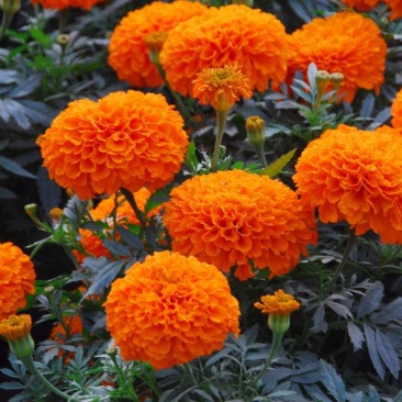 万寿菊花种子四季易活开花室内外花卉盆栽花籽种子金菊