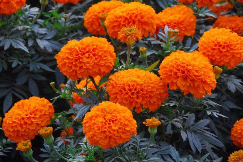 万寿菊花种子四季易活开花室内外花卉盆栽花籽种子金菊