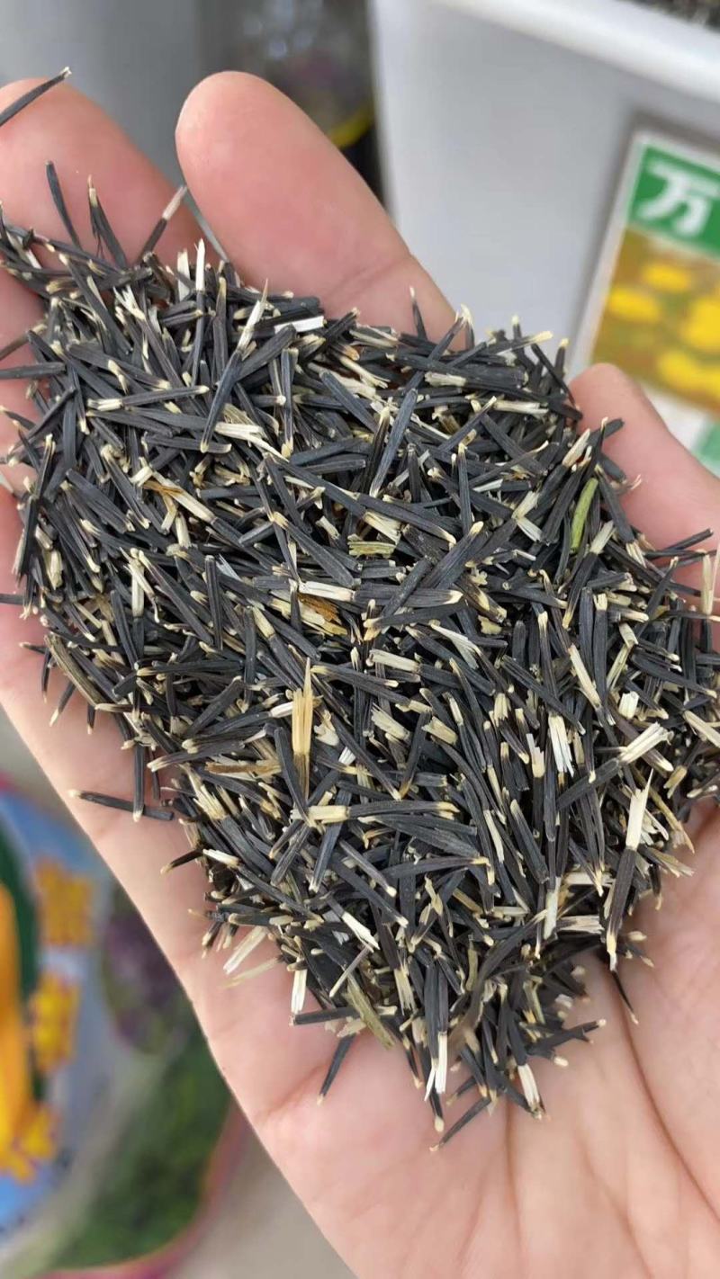 万寿菊花种子四季易活开花室内外花卉盆栽花籽种子金菊