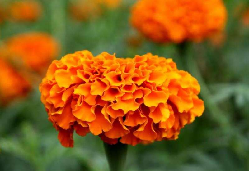 万寿菊花种子四季易活开花室内外花卉盆栽花籽种子金菊