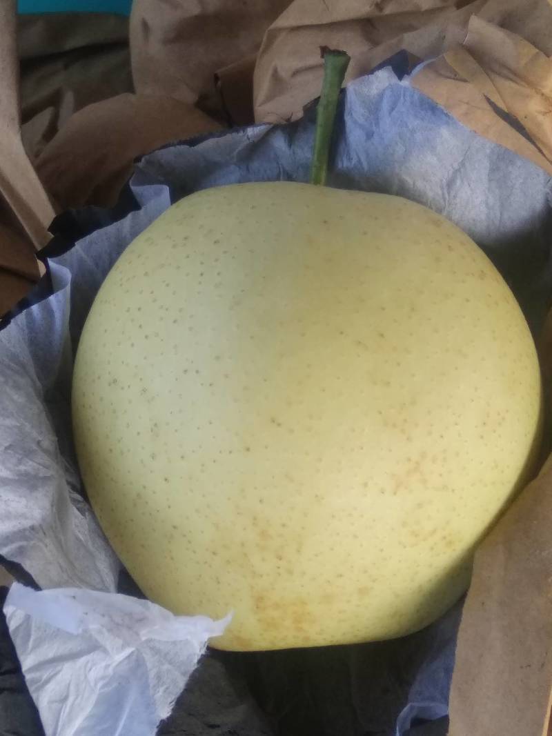 优质湖北襄阳金秋梨，晚秋梨元黄梨产地直销量大价优