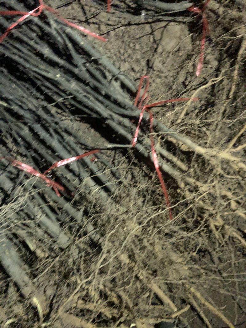 花椒育苗基地常年供应各种规格花椒苗