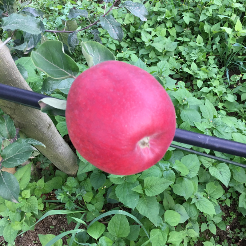 云南苹果昭通华硕苹果大量上市，产地直供，量大从优