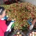 湖北红芙蓉油桃套袋中油8号甜油桃日供货十万斤