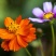 硫化菊种子黄秋英花籽四季易种适合花海公园道路旁大面积