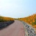 硫化菊种子黄秋英花籽四季易种适合花海公园道路旁大面积