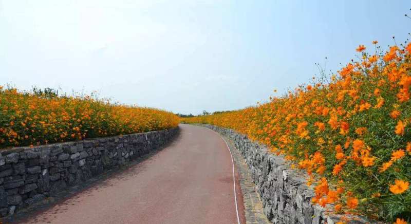 硫化菊种子黄秋英花籽四季易种适合花海公园道路旁大面积