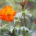 硫化菊种子黄秋英花籽四季易种适合花海公园道路旁大面积