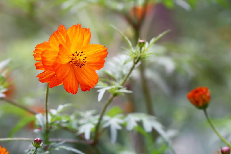 硫化菊种子黄秋英花籽四季易种适合花海公园道路旁大面积