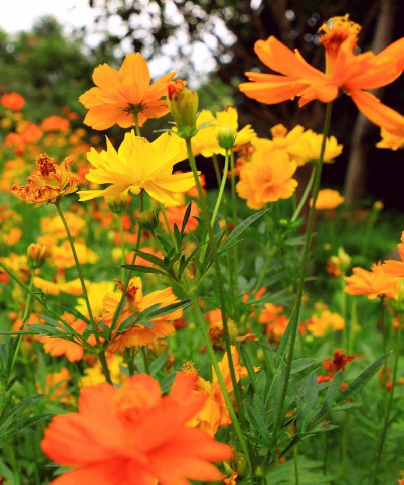 硫化菊种子黄秋英花籽四季易种适合花海公园道路旁大面积