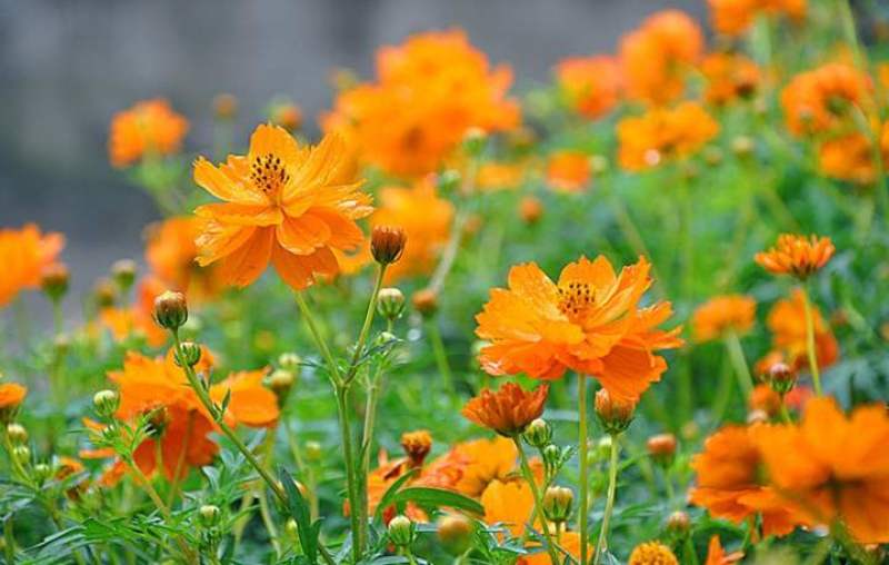 硫化菊种子黄秋英花籽四季易种适合花海公园道路旁大面积