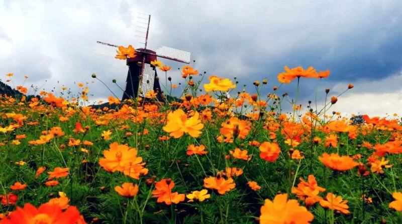 硫化菊种子黄秋英花籽四季易种适合花海公园道路旁大面积