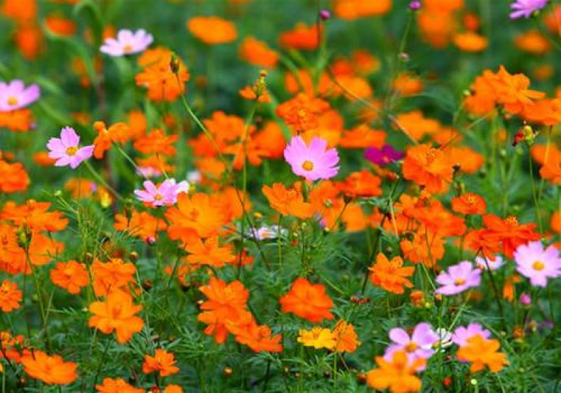 硫化菊种子黄秋英花籽四季易种适合花海公园道路旁大面积