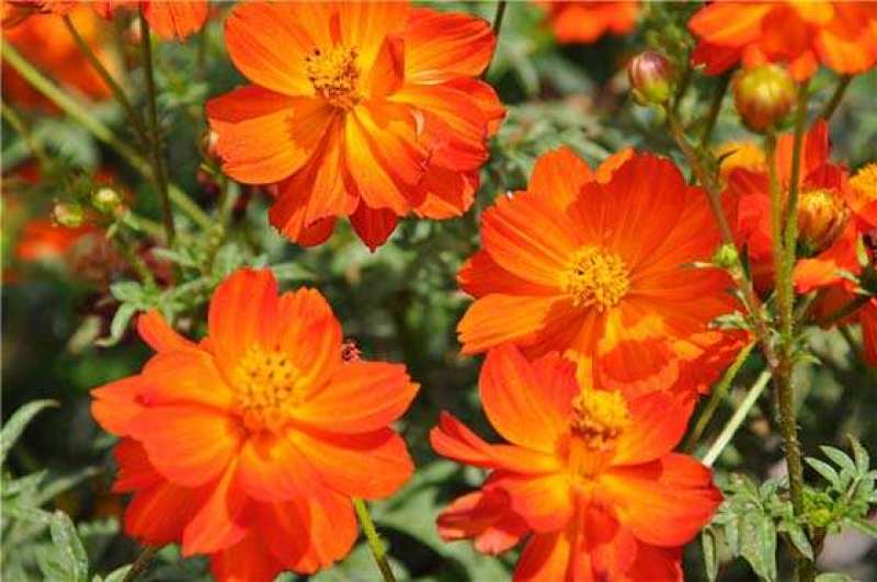 硫化菊种子黄秋英花籽四季易种适合花海公园道路旁大面积