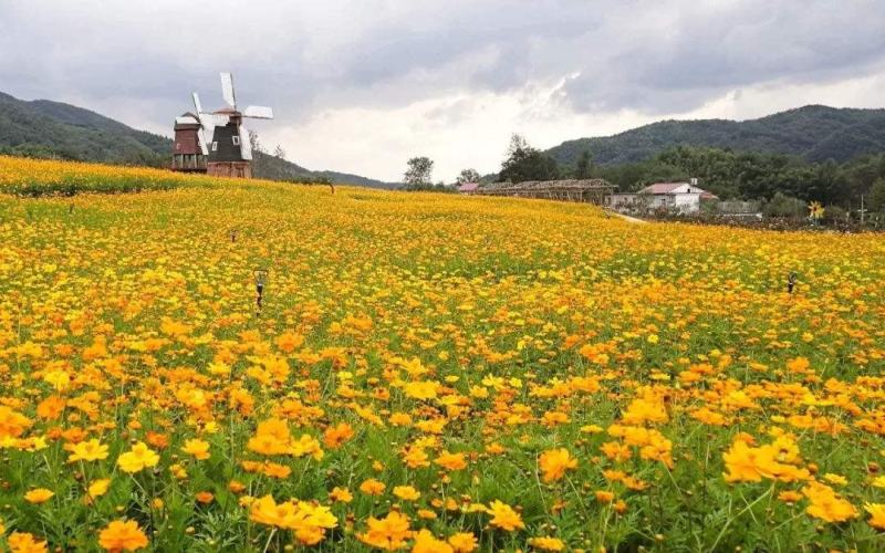 硫化菊种子黄秋英花籽四季易种适合花海公园道路旁大面积