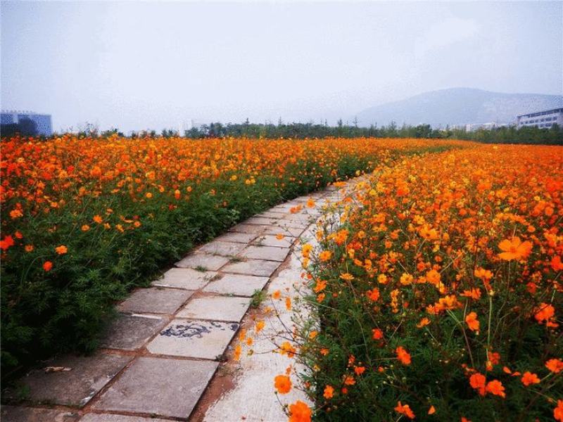硫化菊种子黄秋英花籽四季易种适合花海公园道路旁大面积