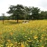 硫化菊种子黄秋英花籽四季易种适合花海公园道路旁大面积