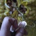 鲜花生，饱满度很好质量能保正