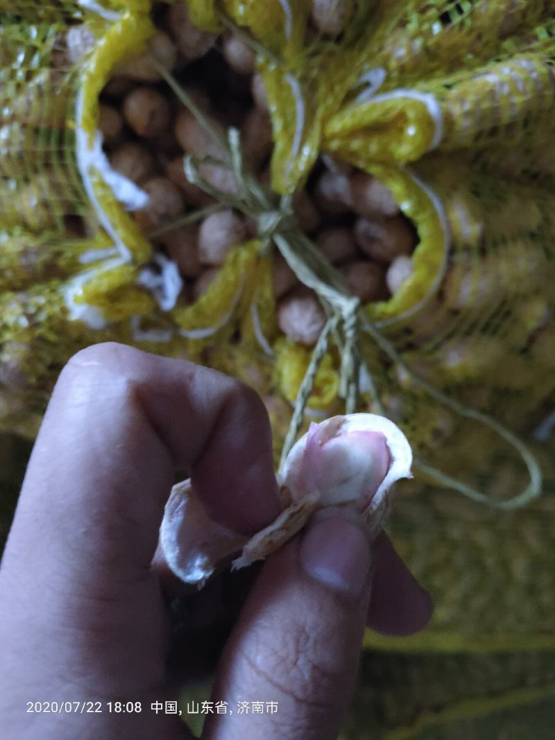 鲜花生，饱满度很好质量能保正