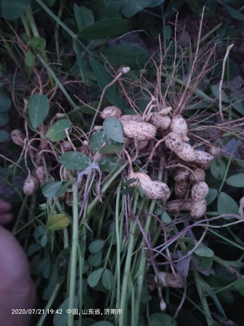 鲜花生，饱满度很好质量能保正