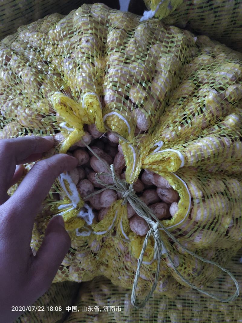 鲜花生，饱满度很好质量能保正