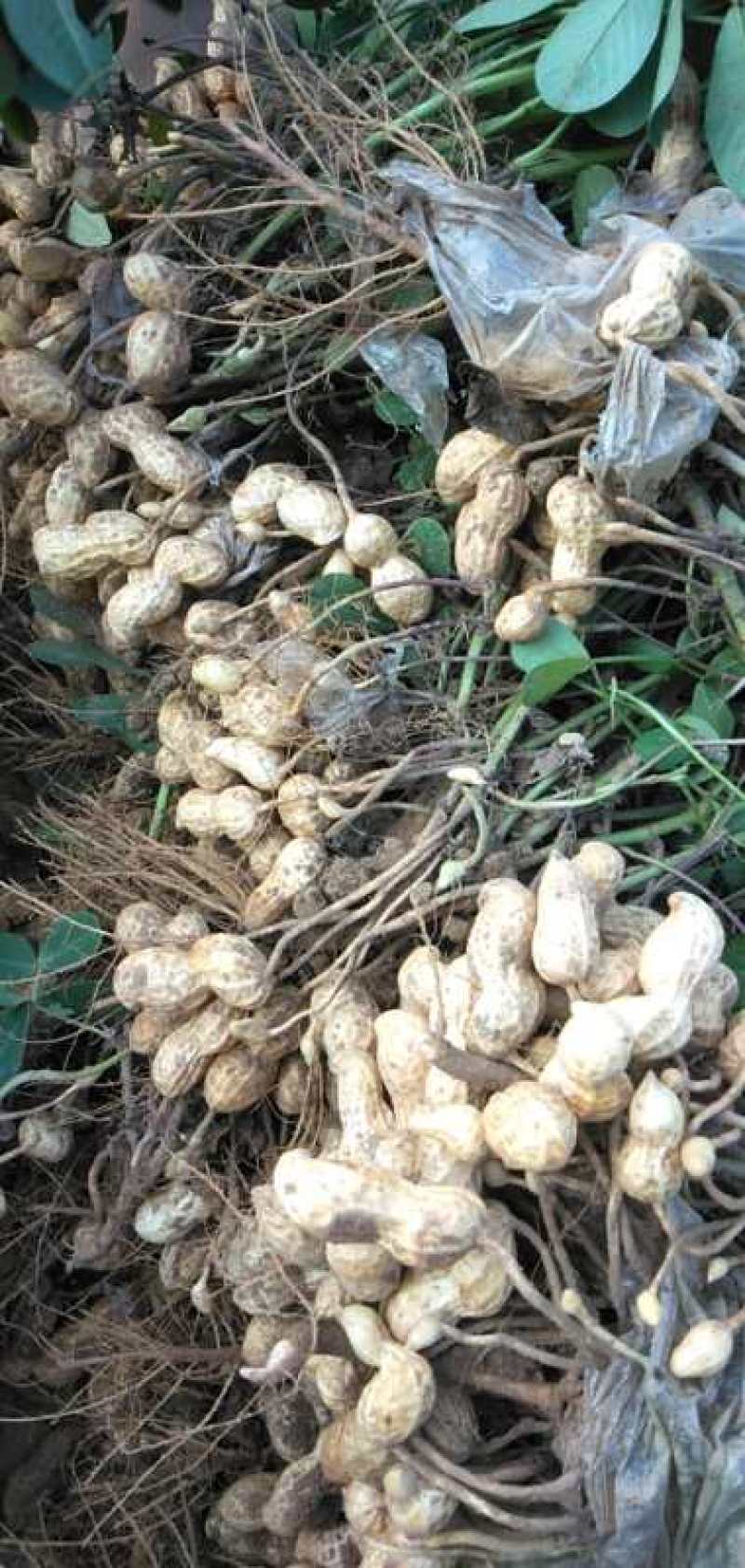 鲜花生，饱满度很好质量能保正