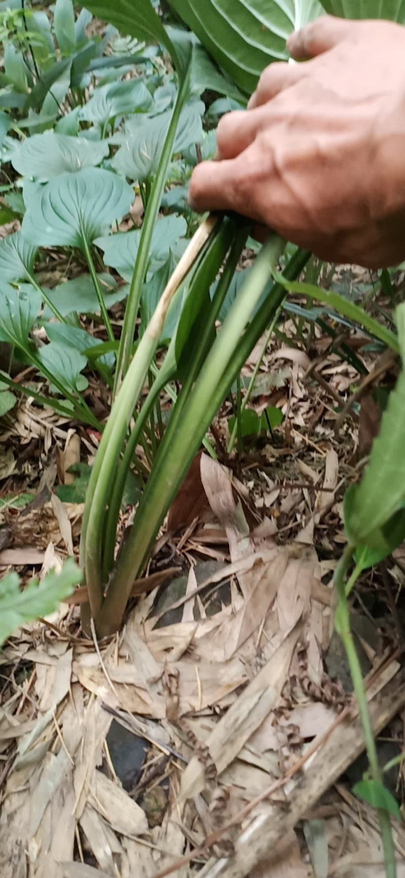 玉簪花大量批发供应一手货源，质量保证量大价优。
