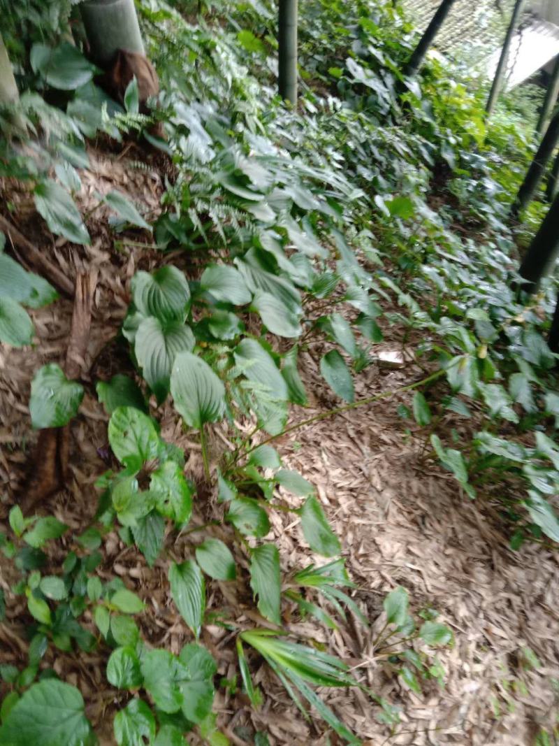 玉簪花大量批发供应一手货源，质量保证量大价优。