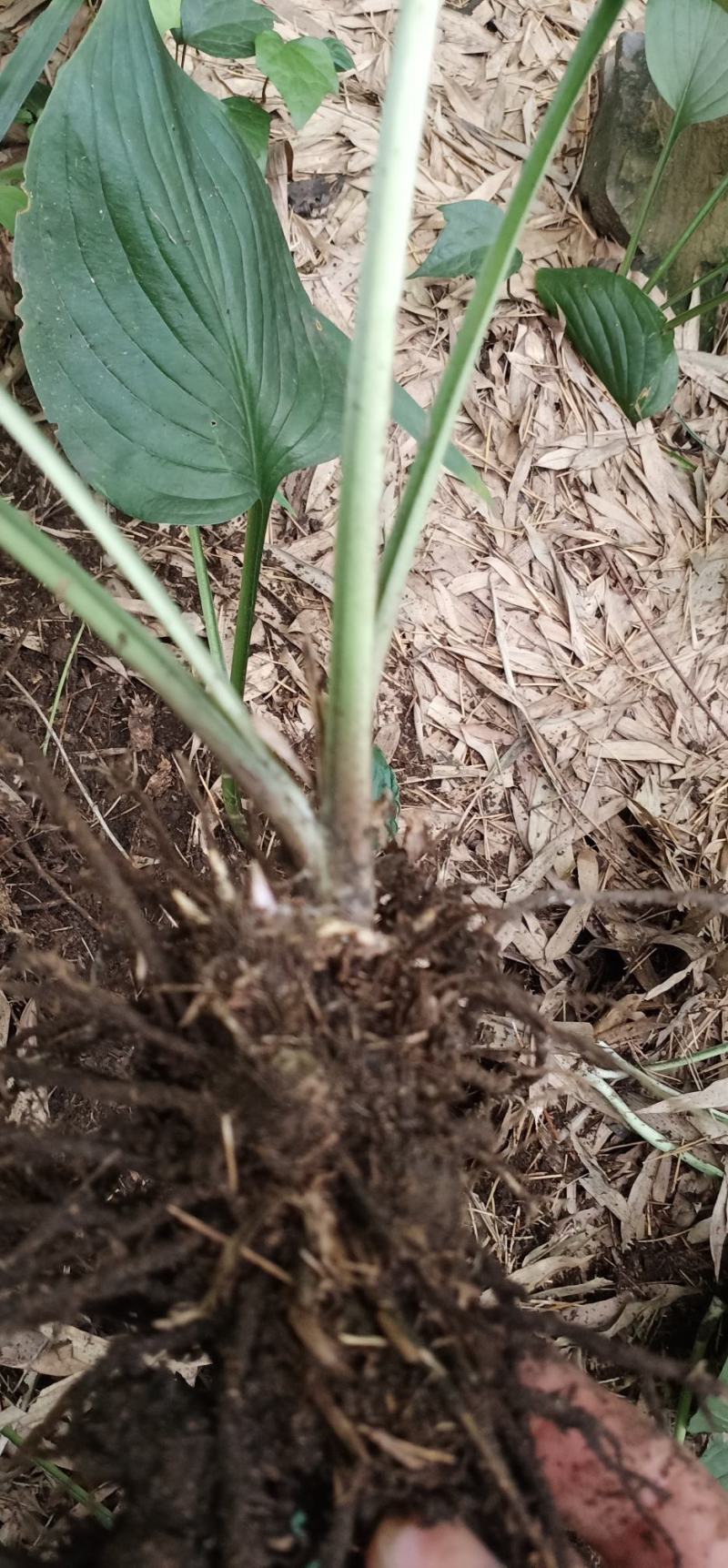 玉簪花大量批发供应一手货源，质量保证量大价优。