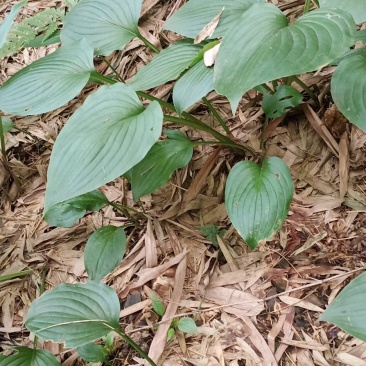 玉簪花大量批发供应一手货源，质量保证量大价优。