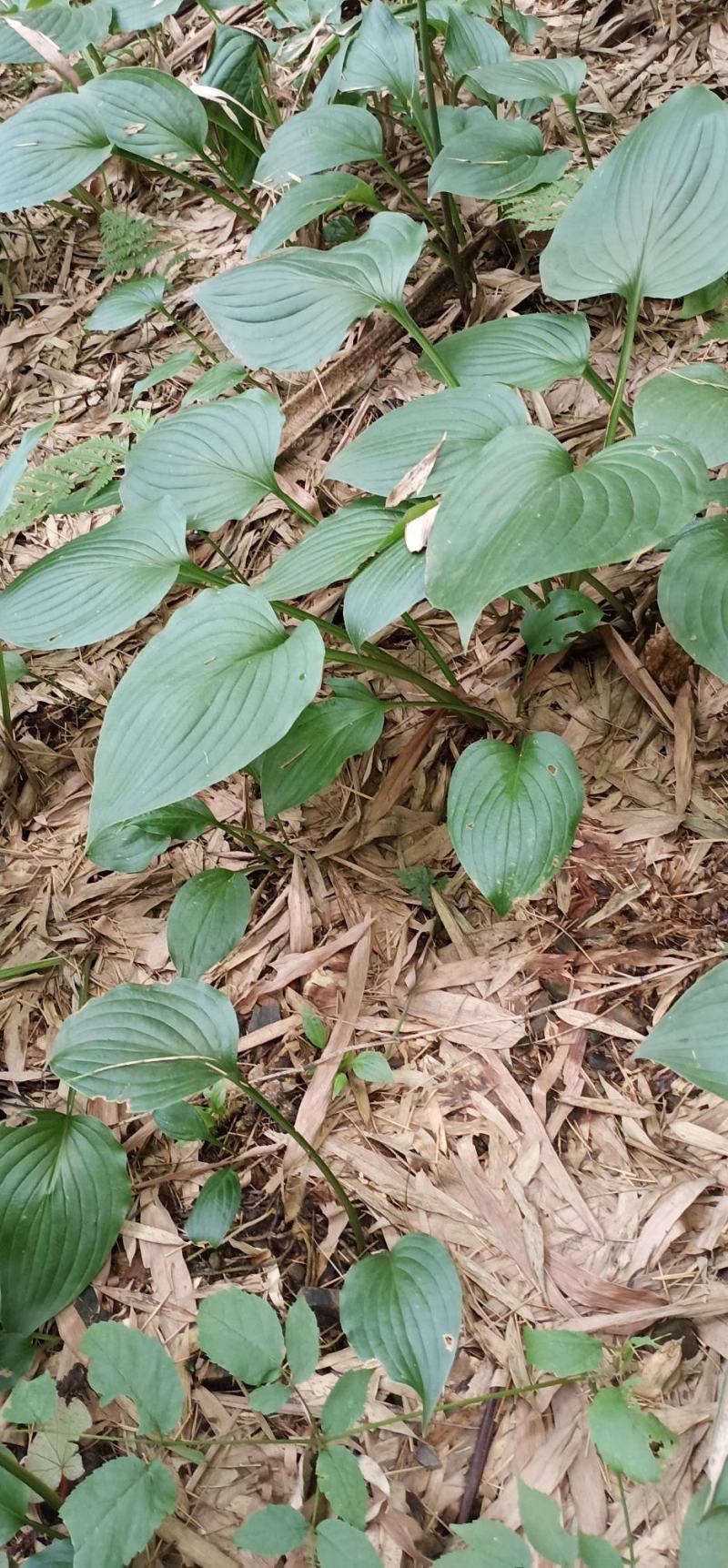 玉簪花大量批发供应一手货源，质量保证量大价优。