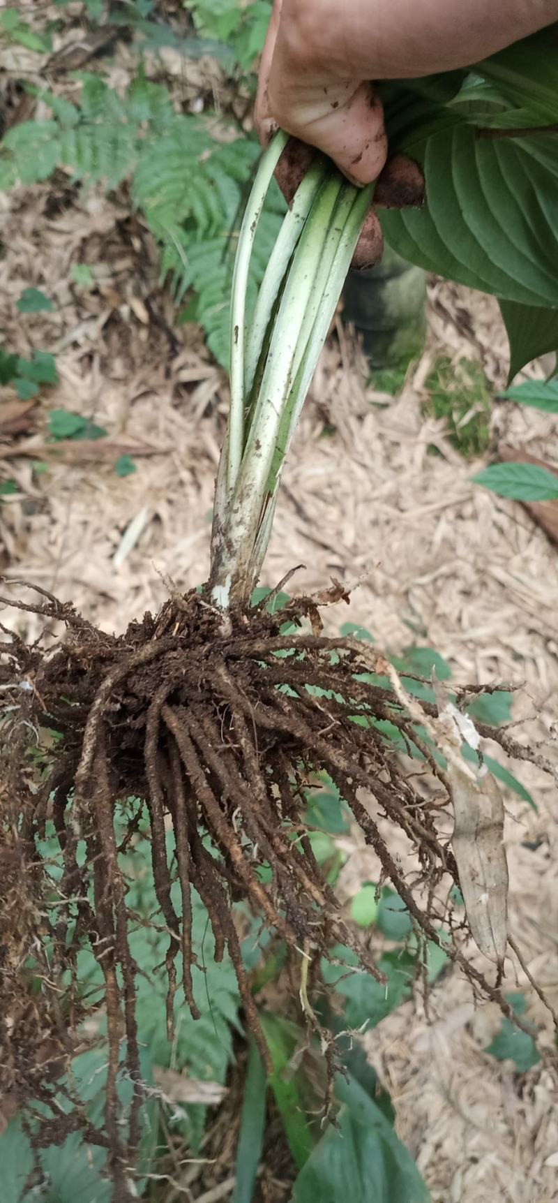 玉簪花大量批发供应一手货源，质量保证量大价优。