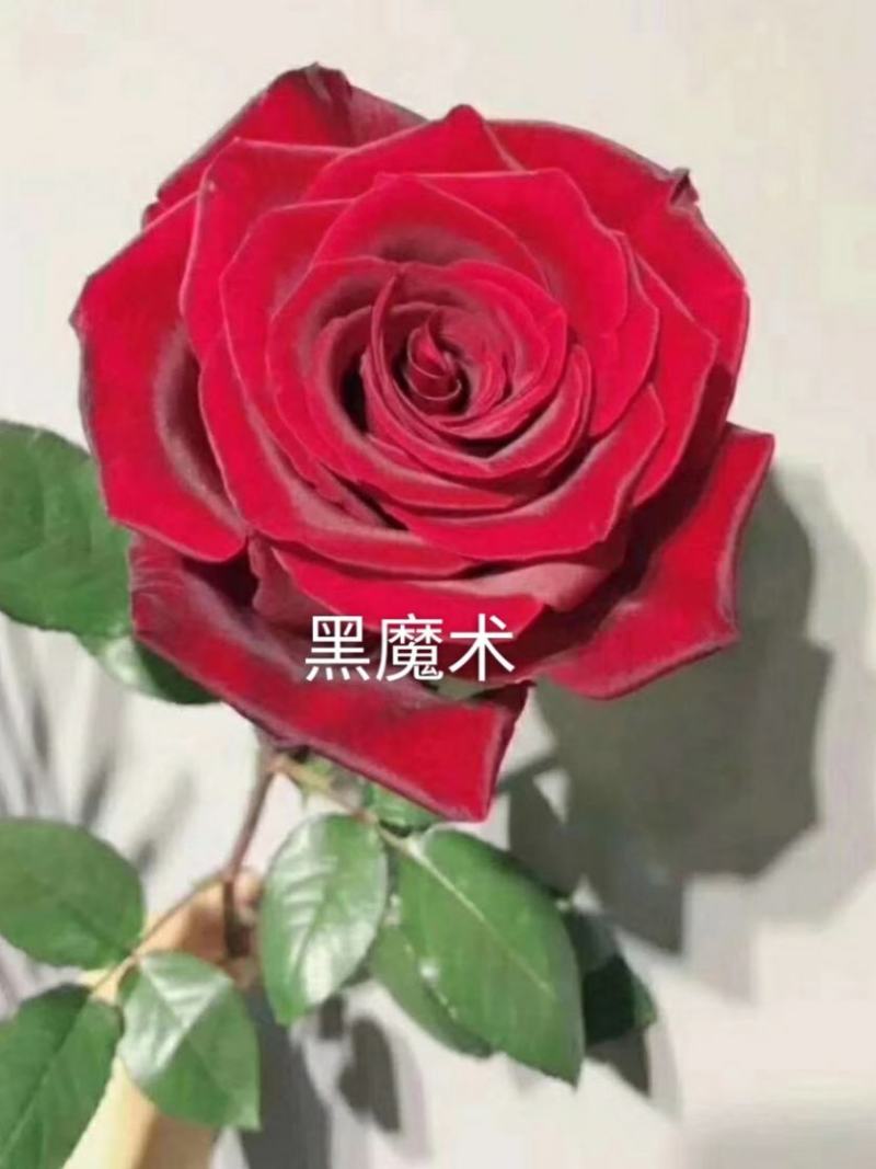 红玫瑰+云南玫瑰花-卡罗拉