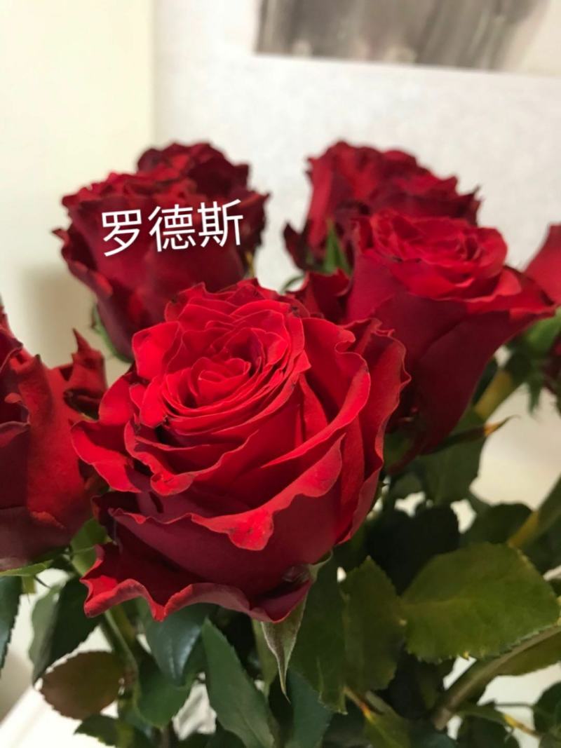 红玫瑰+云南玫瑰花-卡罗拉