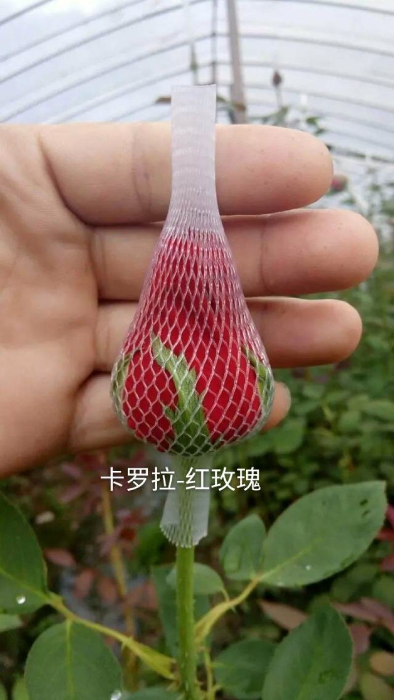 红玫瑰+云南玫瑰花-卡罗拉